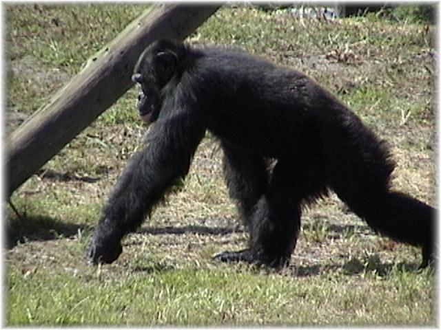 CHIMPANZEE 0100